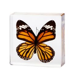 Paperweight-Orange Butterfly