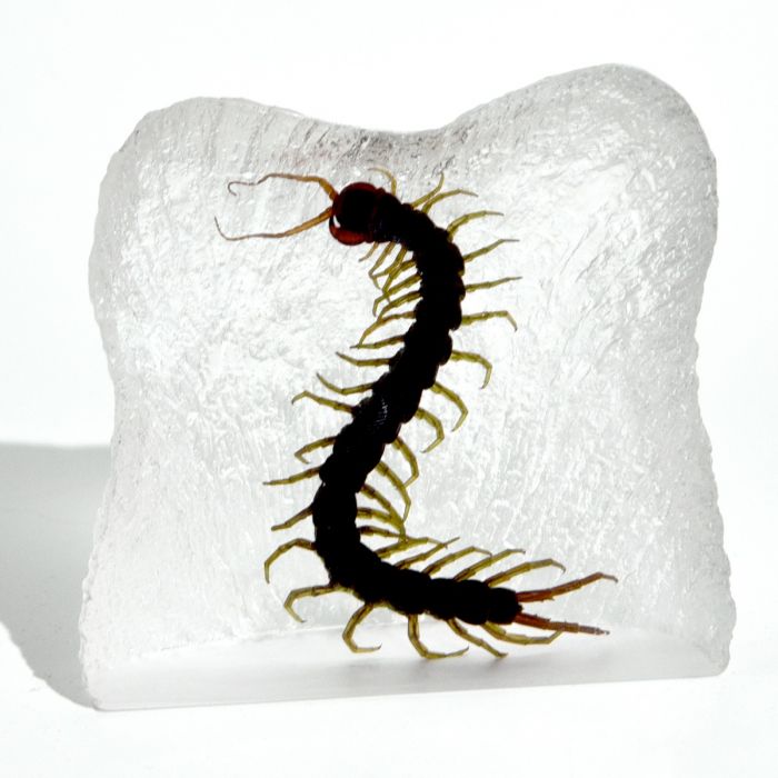 Centipede Frosted Paperweight