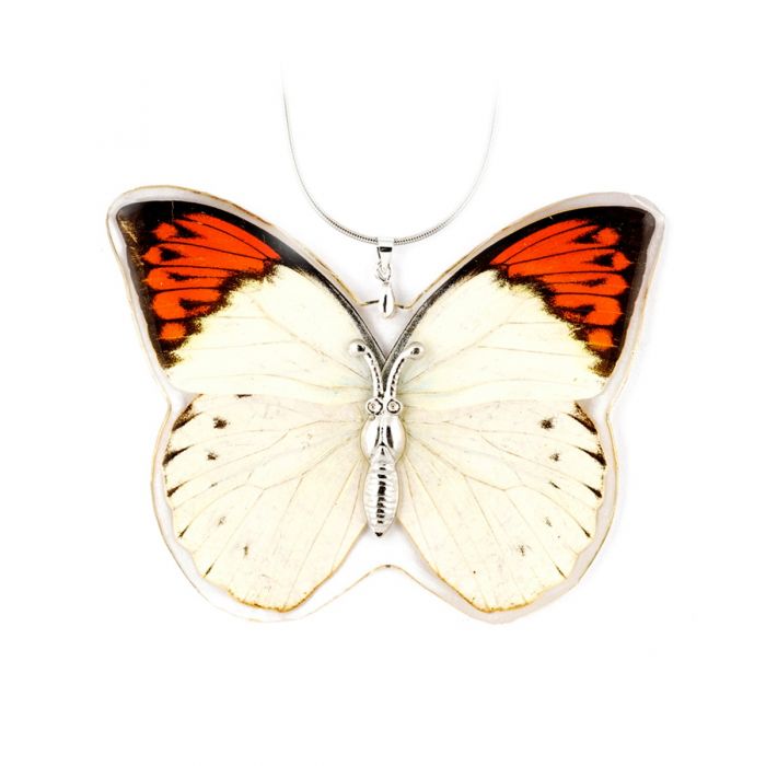 NK-Butterfly 04 Wht/Orange Butt