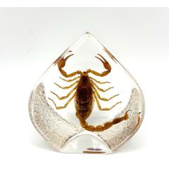 Teardrop-Brown Scorpion Decor