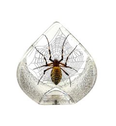 Teardrop-Spider Decor
