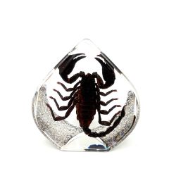 Teardrop-Black Scorpion Decor