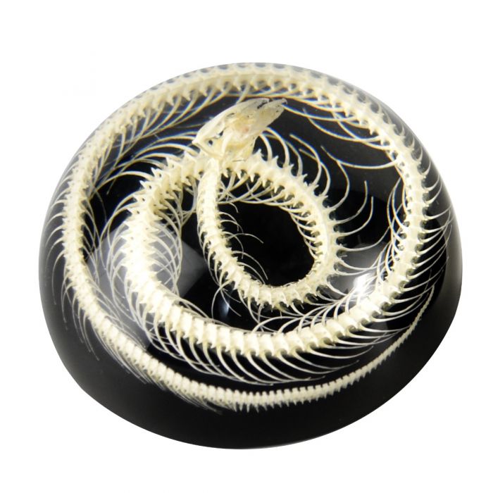 Paperweight-Snake Skeleton Blac