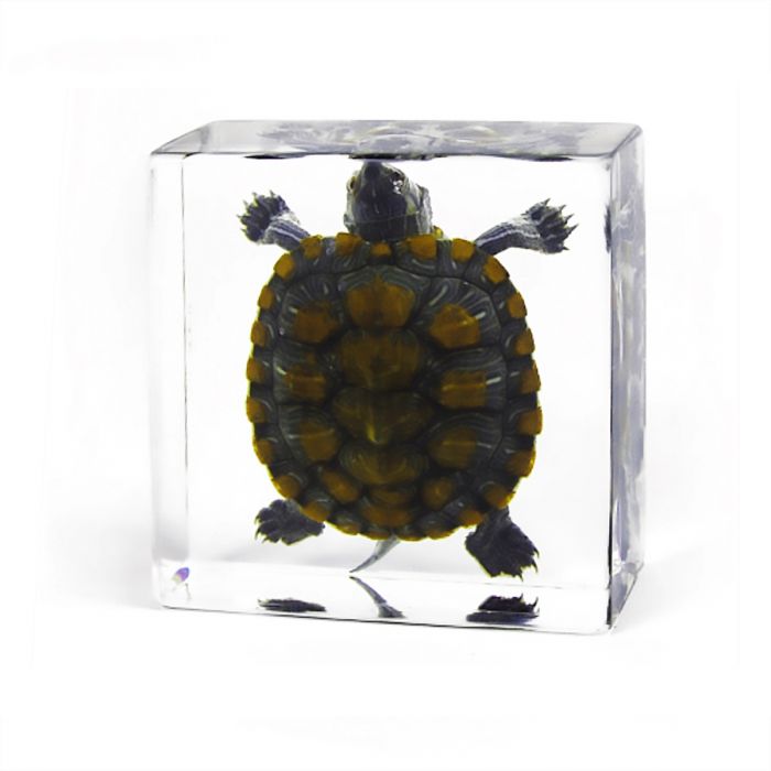 Paperweight-Turtle
