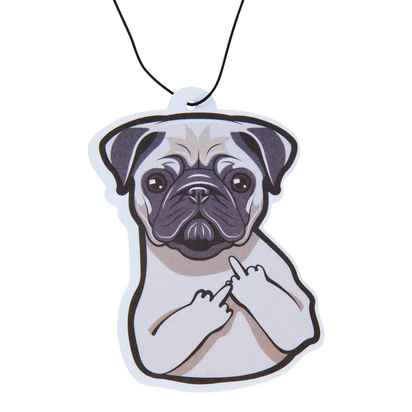 Pug with an attitude