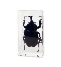 Rhinoceros Beetle