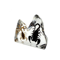 Brown and Black Scorpion Decora