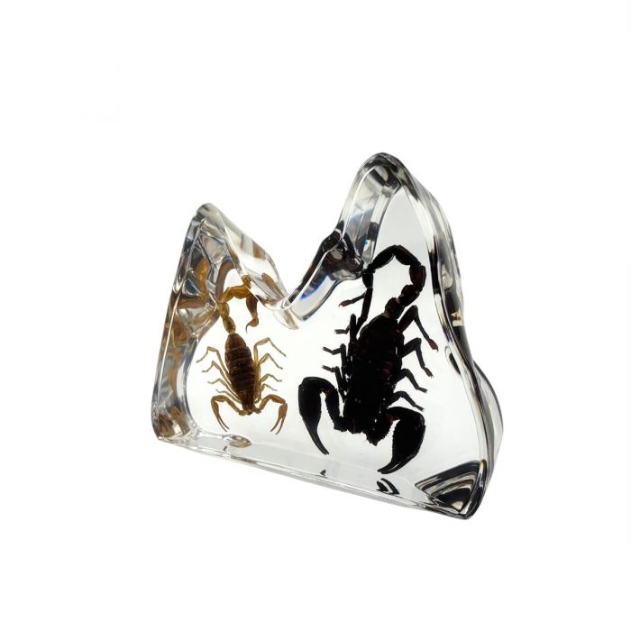 Brown and Black Scorpion Decora