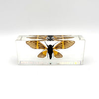 Paperweight- Tigroid Cicada