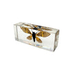 Paperweight- Tigroid Cicada