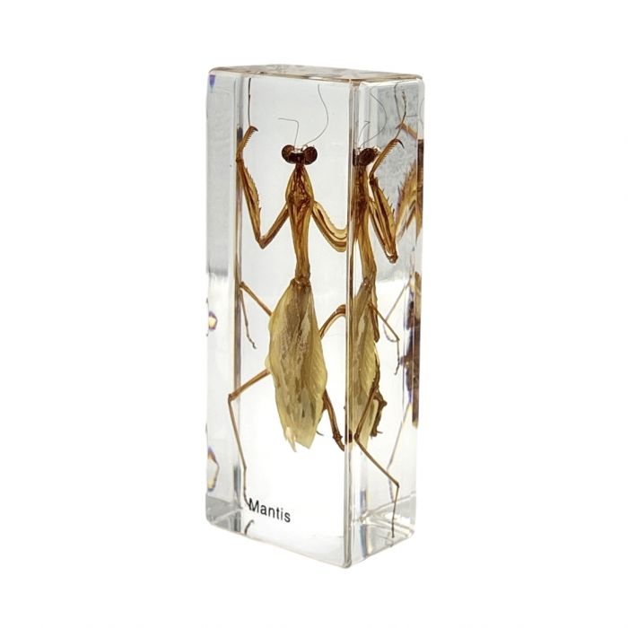 Paperweight-Mantis large