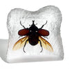 Rhinoceros Beetle Wings Out