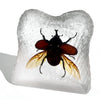 Rhinoceros Beetle Wings Out