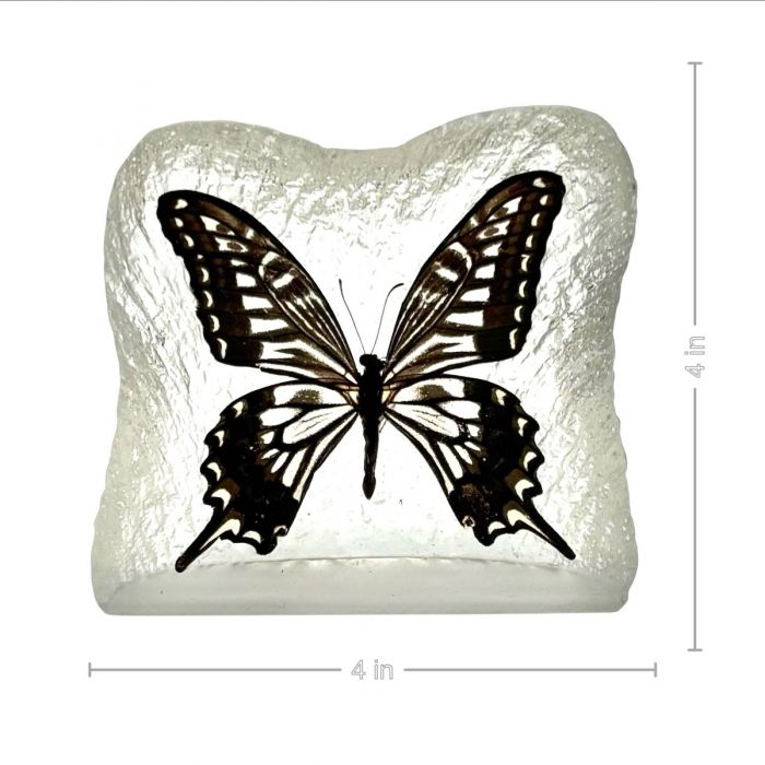 Swallowtail Butterfly Frosted P