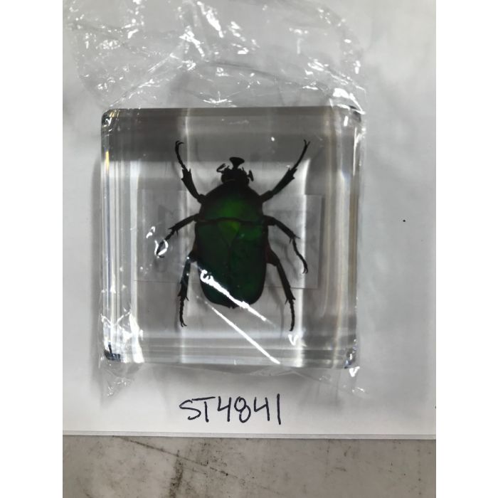 Green Rose Chafer Beetle Paperw