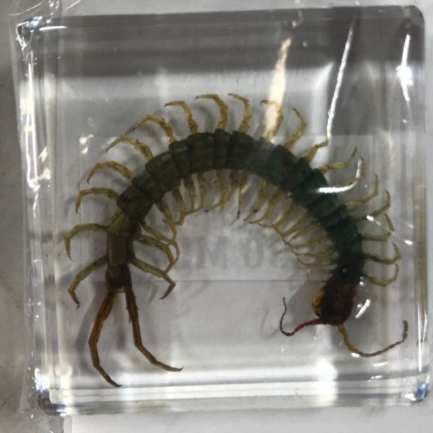 Centipede S Paperweight