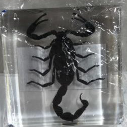 Black Scorpion S paperweigh