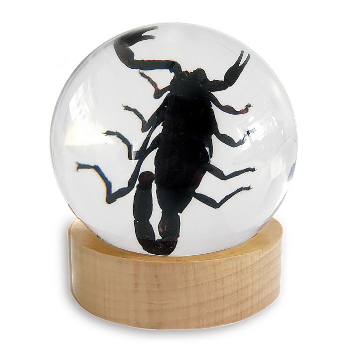 Globe-Black Scorpion