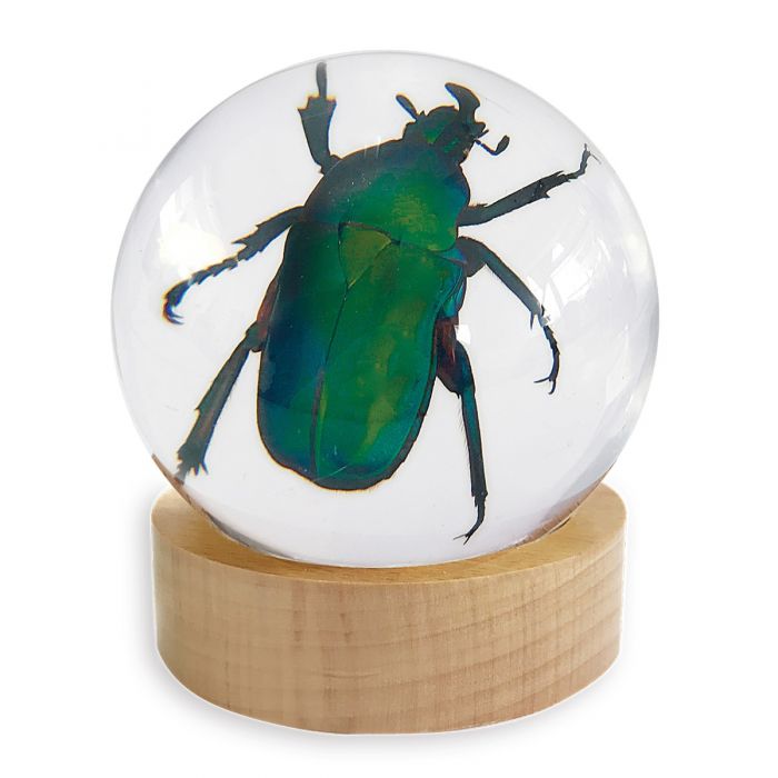 Globe-Green Rose Chafer Beetle