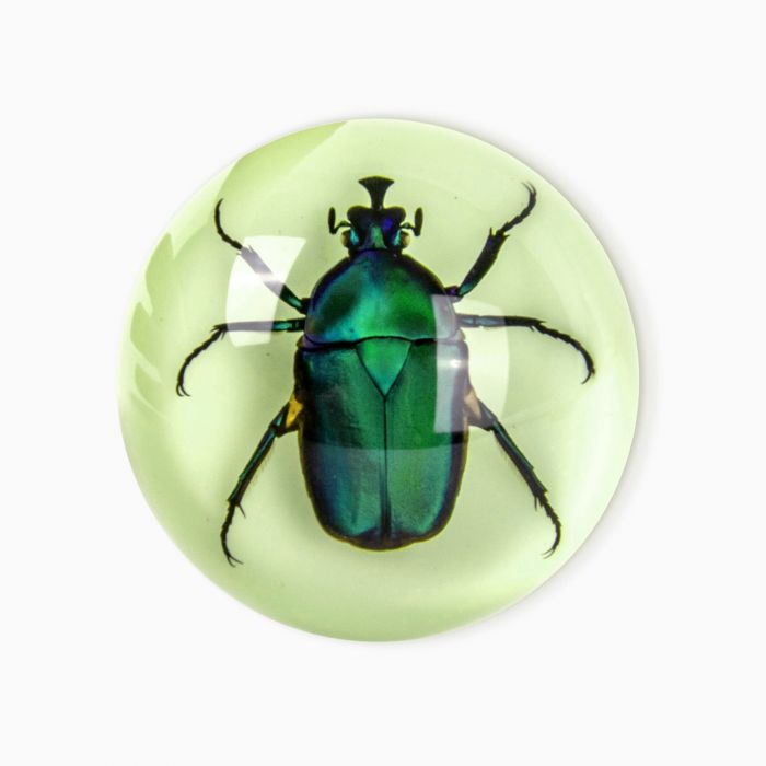 Green Rose Chafer Beetle Glow