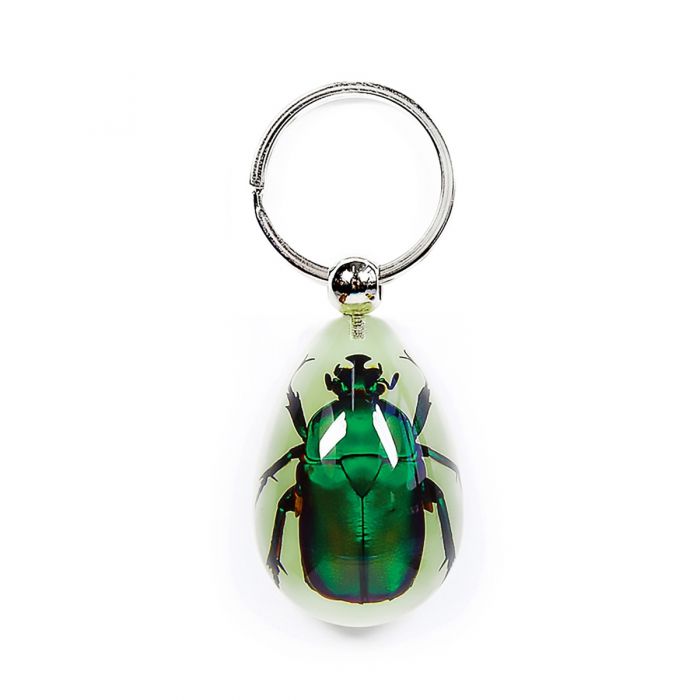 Key Glow-Green Beetle