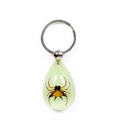 Key glow spiny spider S