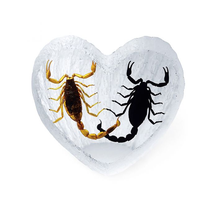 Paperweight-Scorpion Heart