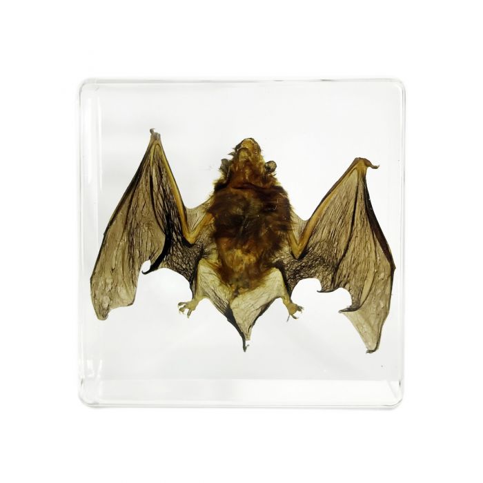 Real E. Asia Bat S