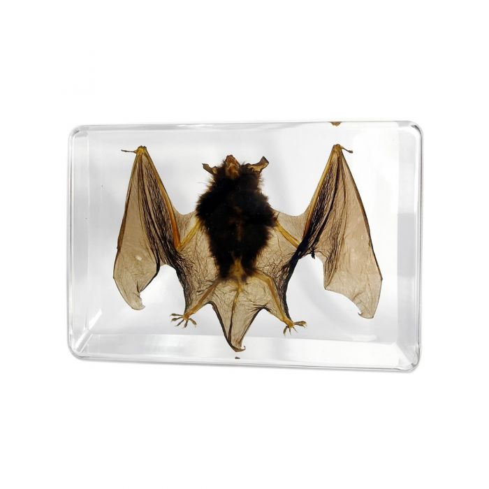 Real Vampire Bat