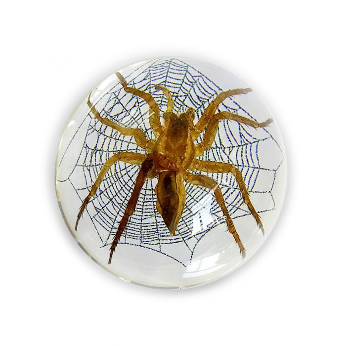 Spider Half-Dome